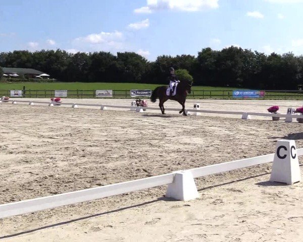 Looper Holzer Dressurfestival 2024