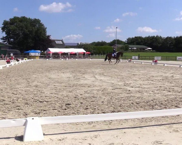 Looper Holzer Dressurfestival 2024