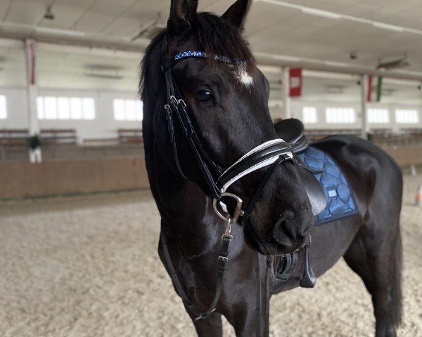 Pferd Cornet's Dream 4 (Oldenburger Springpferd, 2019, von Cornet de Semilly)