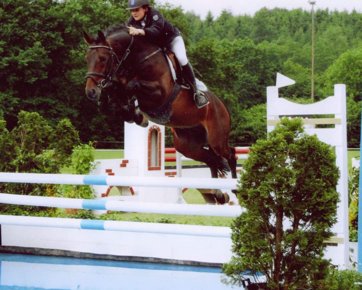 Deckhengst Stakkato's Highlight (Hannoveraner, 2001, von Stakkato)