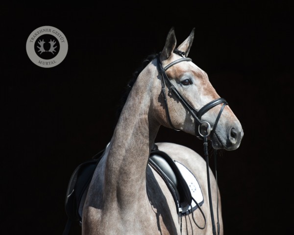 Cavallo Puppenspieler (Trakehner, 2020, di Dezember)