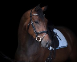 Zuchtstute Haselmaus (Österreichisches Warmblut, 2021, von For Austria)