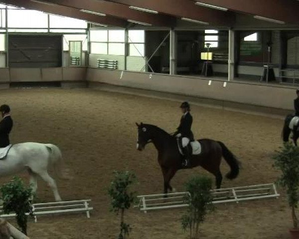 Hallen-Reit- und Springturnier 2013 beim RV Alt Marl