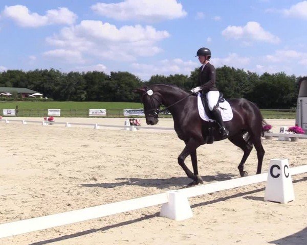 Looper Holzer Dressurfestival 2024