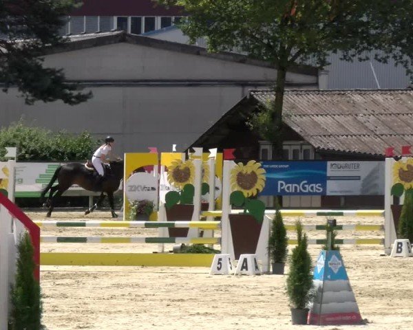 Reitturnier Dagmersellen 2024