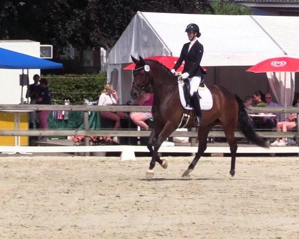 Looper Holzer Dressurfestival 2024
