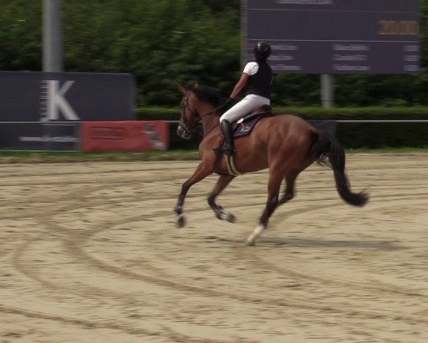 Reitturnier Weiswampach  2024