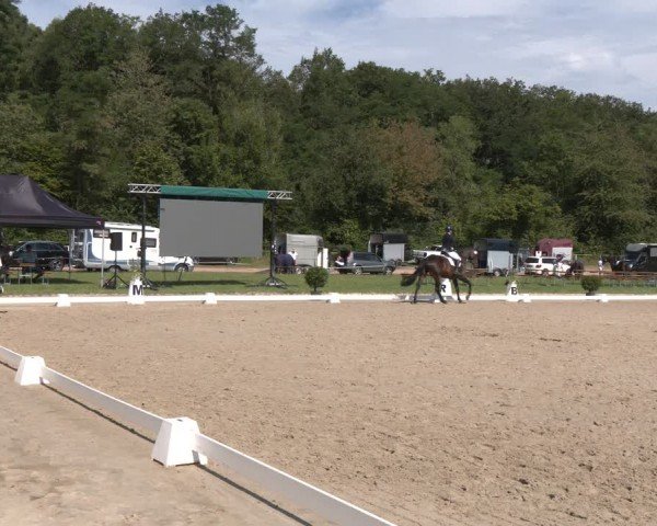 Reitturnier Heiligenwald 2024