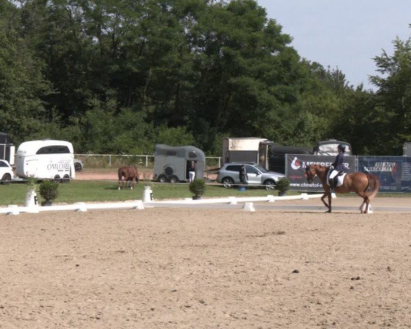 Reitturnier Heiligenwald 2024