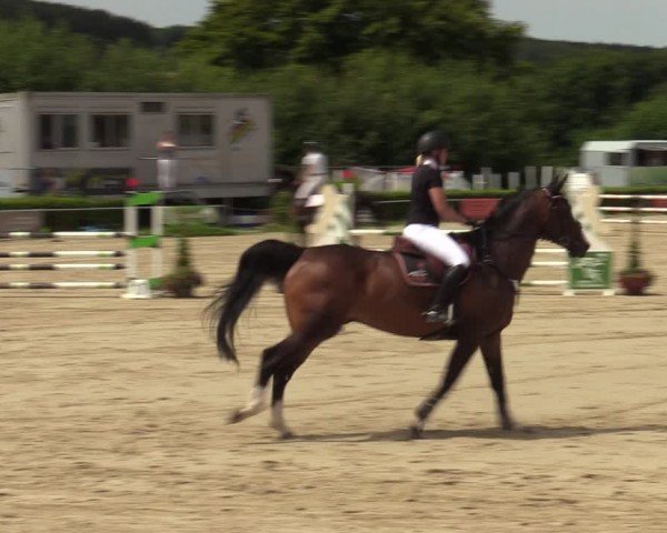 Reitturnier Weiswampach  2024