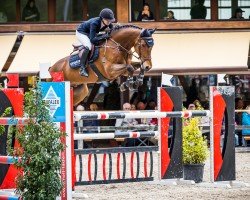 Springpferd Gerdi (KWPN (Niederländisches Warmblut), 2011, von Verdi)