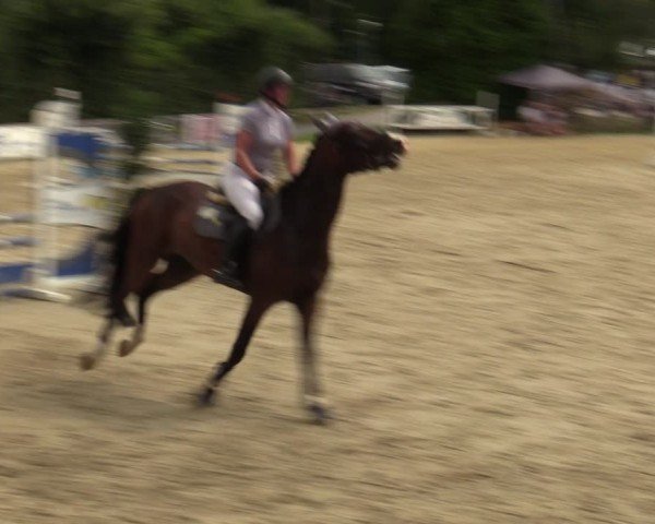 Reitturnier Herbern 2024