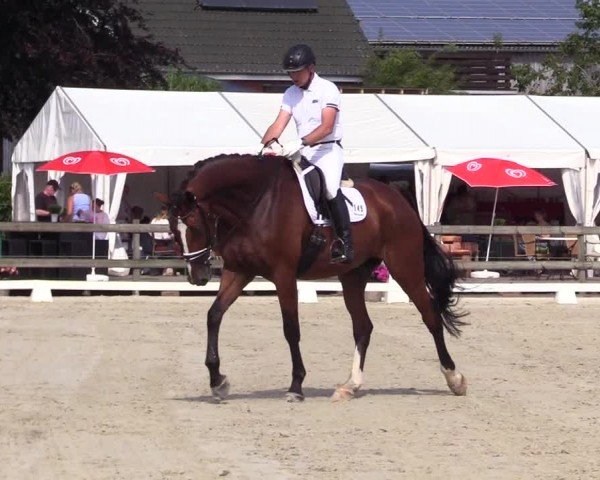 Looper Holzer Dressurfestival 2024
