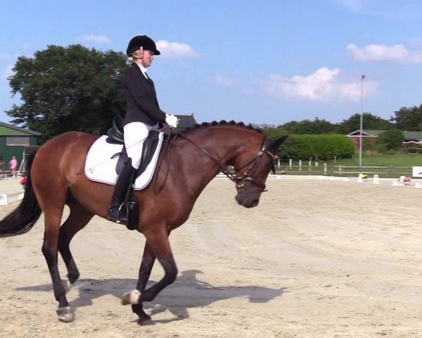 Looper Holzer Dressurfestival 2024
