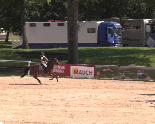 Reitturnier Stadl-Paura 2024