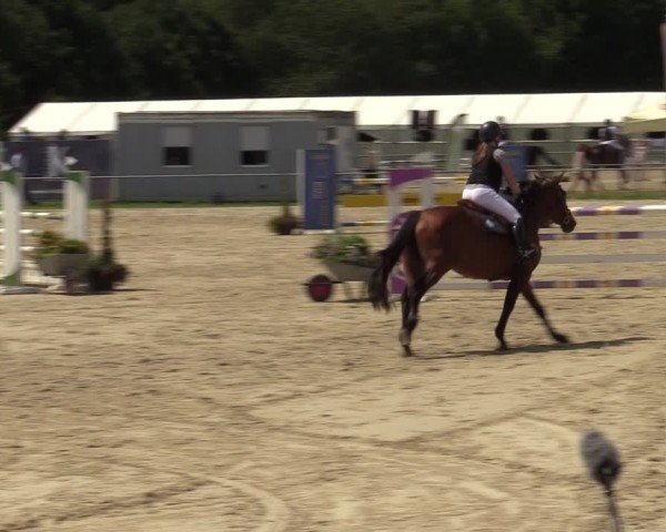 Reitturnier Weiswampach  2024
