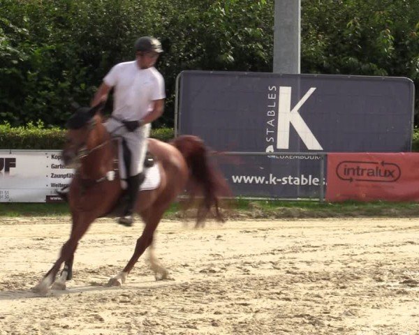 Reitturnier Weiswampach  2024