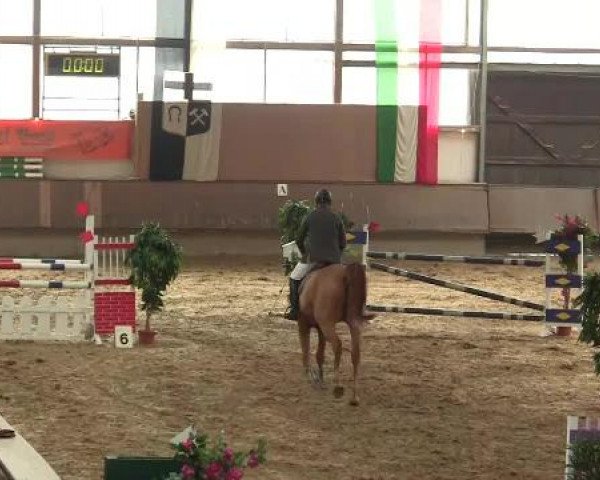 Hallen-Reit- und Springturnier 2013 beim RV Alt Marl