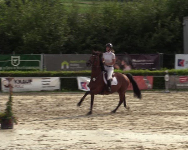 Reitturnier Weiswampach  2024