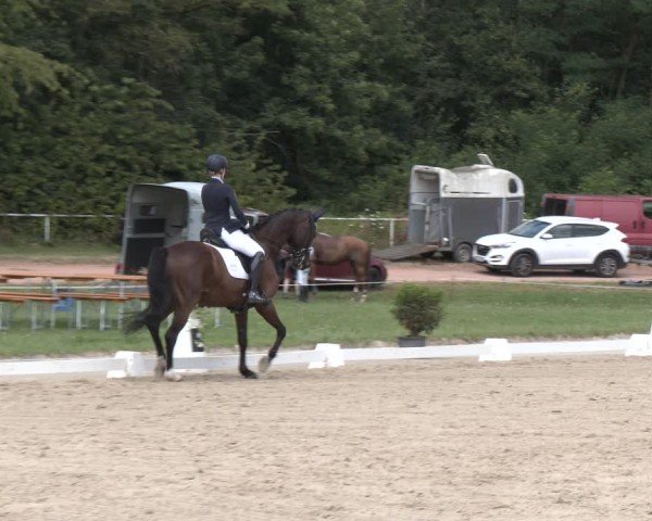 Reitturnier Heiligenwald 2024