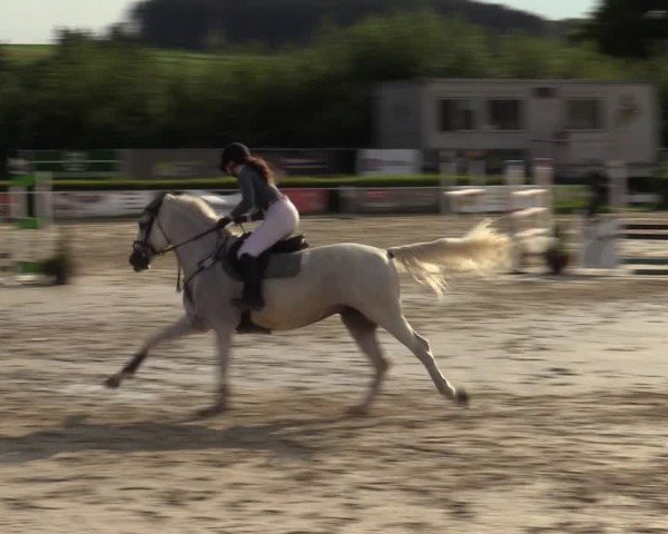 Reitturnier Weiswampach  2024