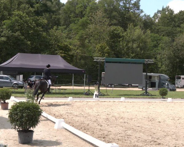 Reitturnier Heiligenwald 2024