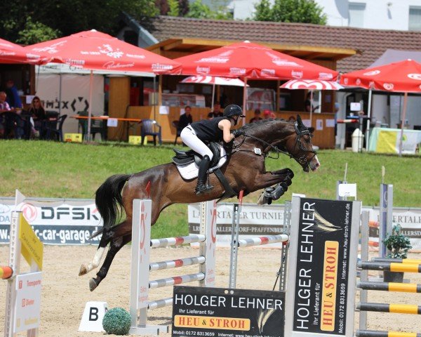 jumper Ciao Cacao (German Sport Horse, 2019, from Chapeau Ciaco)