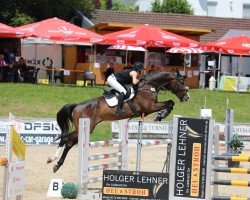 jumper Ciao Cacao (German Sport Horse, 2019, from Chapeau Ciaco)