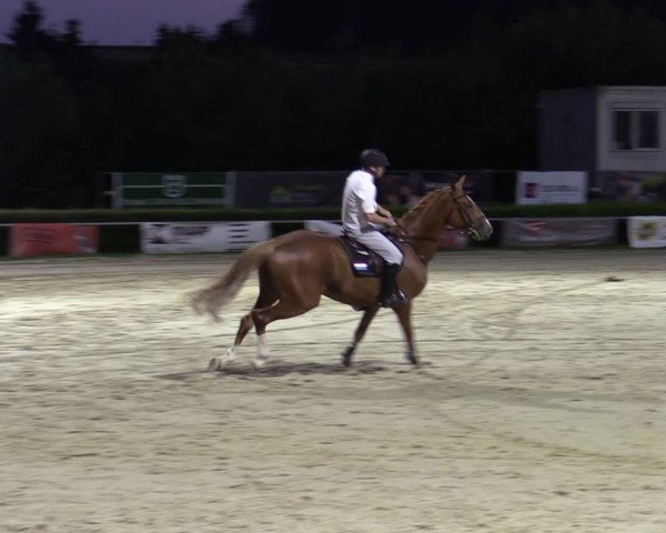 Reitturnier Weiswampach  2024
