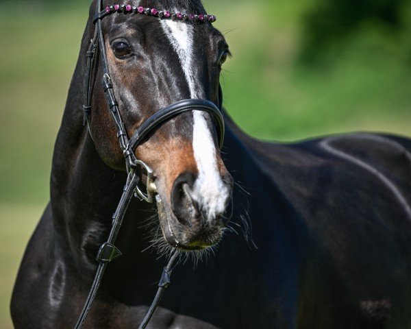 jumper Ard Luster (Irish Sport Horse, 2008, from Luidam)