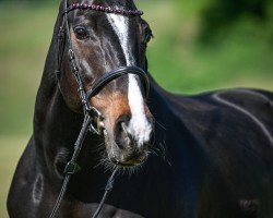 jumper Ard Luster (Irish Sport Horse, 2008, from Luidam)