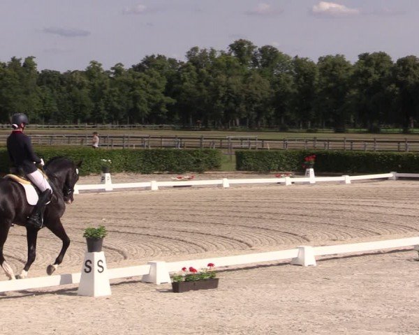 Reitturnier Neustadt/Dosse 2024