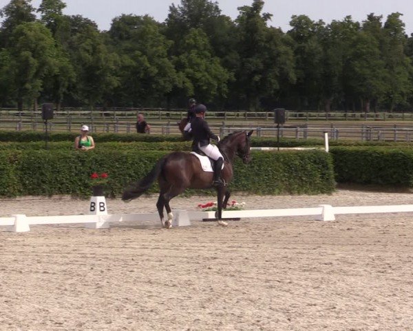 Reitturnier Neustadt/Dosse 2024