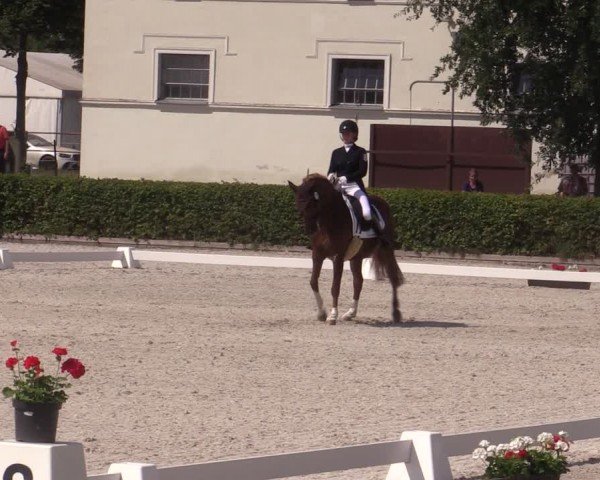 Reitturnier Neustadt/Dosse 2024
