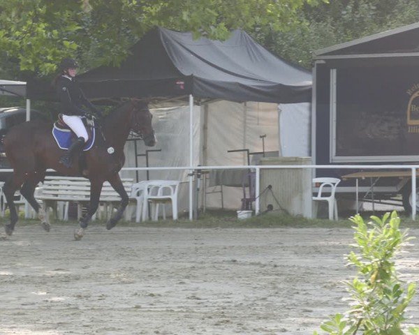 Reitturnier Heiligenwald 2024