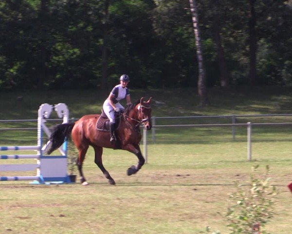 Reitturnier Gardelegen 2024