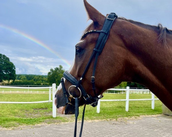 dressage horse Don Colore (Hanoverian, 2019, from Don Olymbrio)