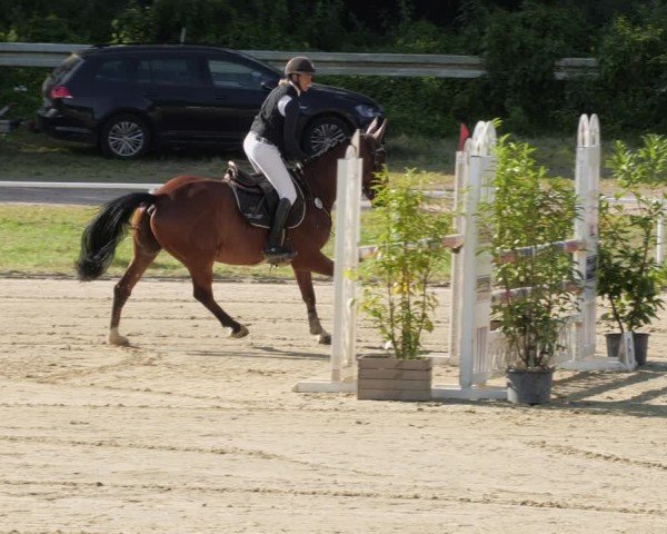 Reitturnier Heiligenwald 2024