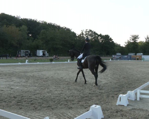 Reitturnier Heiligenwald 2024