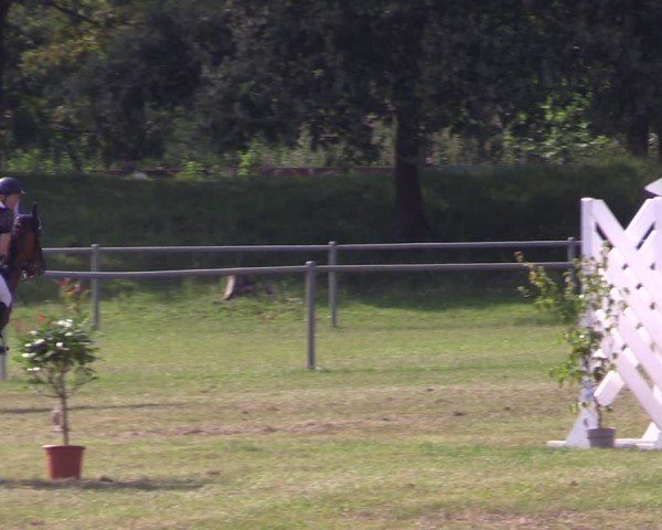 Reitturnier Gardelegen 2024