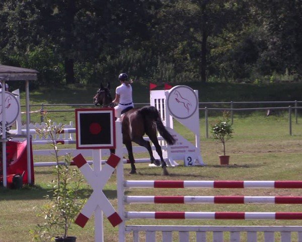 Reitturnier Gardelegen 2024