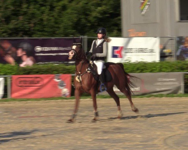 Reitturnier Weiswampach  2024