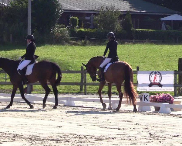 Looper Holzer Dressurfestival 2024