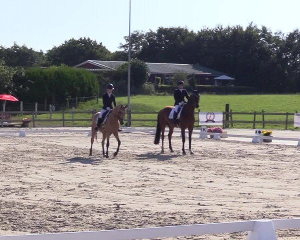 Looper Holzer Dressurfestival 2024