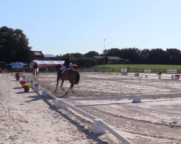 Looper Holzer Dressurfestival 2024