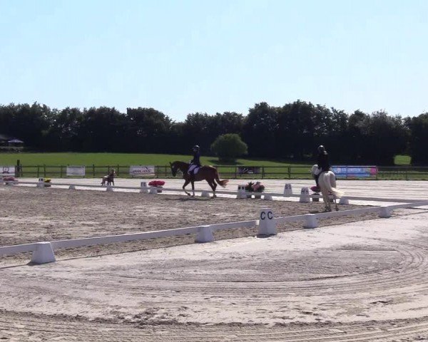 Looper Holzer Dressurfestival 2024