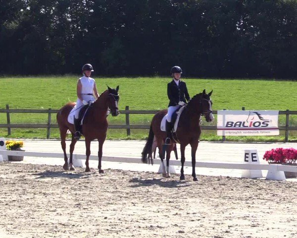 Looper Holzer Dressurfestival 2024
