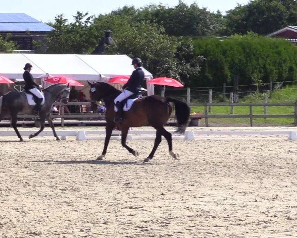 Looper Holzer Dressurfestival 2024