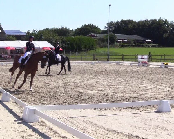Looper Holzer Dressurfestival 2024