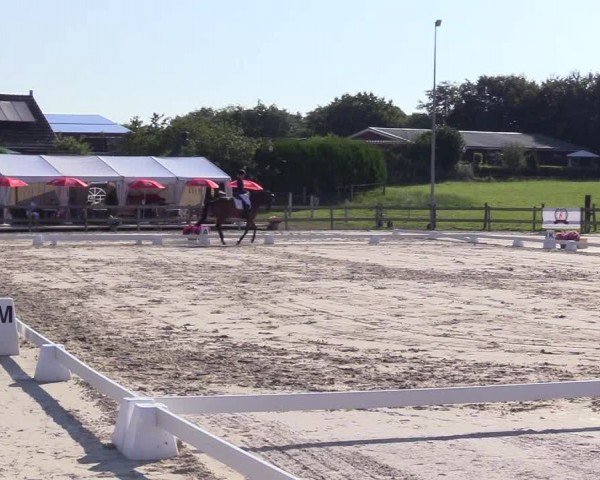 Looper Holzer Dressurfestival 2024